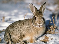 Young Cottontail